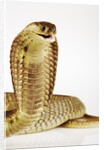 Snouted Cobra by Anonymous