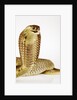 Snouted Cobra by Anonymous