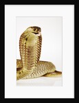 Snouted Cobra by Anonymous