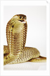 Snouted Cobra by Anonymous