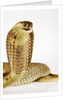 Snouted Cobra by Anonymous