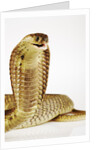 Snouted Cobra by Anonymous