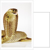 Snouted Cobra by Anonymous