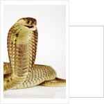 Snouted Cobra by Anonymous