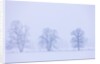 Trees and Fence in Field by Anonymous