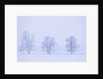 Trees and Fence in Field by Anonymous