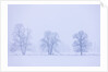 Trees and Fence in Field by Anonymous