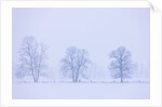 Trees and Fence in Field by Anonymous
