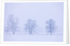 Trees and Fence in Field by Anonymous