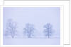 Trees and Fence in Field by Anonymous