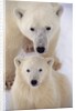 Polar Bear Sow and Cub by Anonymous