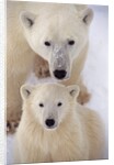 Polar Bear Sow and Cub by Anonymous