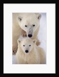 Polar Bear Sow and Cub by Anonymous