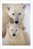 Polar Bear Sow and Cub by Anonymous