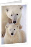Polar Bear Sow and Cub by Anonymous