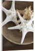 Starfish in a basket by Anonymous