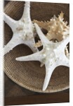 Starfish in a basket by Anonymous