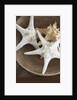 Starfish in a basket by Anonymous
