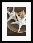 Starfish in a basket by Anonymous