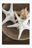 Starfish in a basket by Anonymous