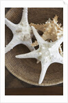 Starfish in a basket by Anonymous