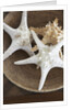 Starfish in a basket by Anonymous