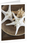 Starfish in a basket by Anonymous