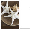 Starfish in a basket by Anonymous