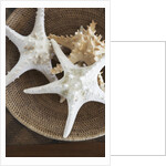 Starfish in a basket by Anonymous
