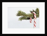Candy cane hanging on Christmas tree branch by Anonymous