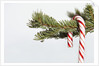 Candy cane hanging on Christmas tree branch by Anonymous