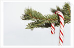 Candy cane hanging on Christmas tree branch by Anonymous