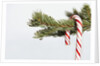 Candy cane hanging on Christmas tree branch by Anonymous
