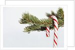Candy cane hanging on Christmas tree branch by Anonymous