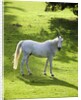 White Stallion in Grass Covered Field by Anonymous