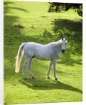 White Stallion in Grass Covered Field by Anonymous