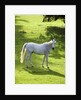 White Stallion in Grass Covered Field by Anonymous