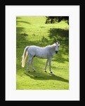 White Stallion in Grass Covered Field by Anonymous