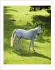 White Stallion in Grass Covered Field by Anonymous