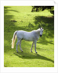 White Stallion in Grass Covered Field by Anonymous