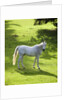 White Stallion in Grass Covered Field by Anonymous