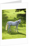White Stallion in Grass Covered Field by Anonymous