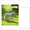 White Stallion in Grass Covered Field by Anonymous