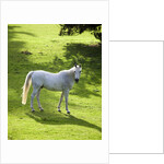 White Stallion in Grass Covered Field by Anonymous