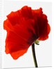 Corn poppy by Anonymous