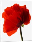 Corn poppy by Anonymous