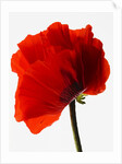 Corn poppy by Anonymous