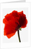 Corn poppy by Anonymous