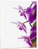 Phalaenopsis orchids by Anonymous