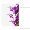 Phalaenopsis orchids by Anonymous